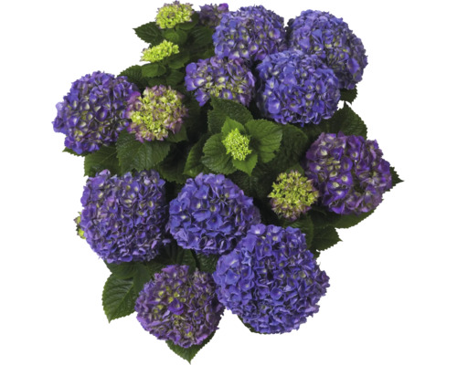Blå hortensia med stora blomklasar och gröna blad.