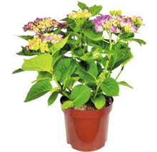Hortensia Hydrangea macrophylla med lila-gula blommor i en plastkruka.