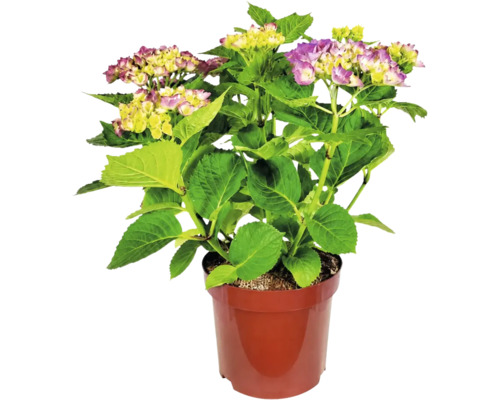 Hortensia Hydrangea macrophylla med lila-gula blommor i en plastkruka.