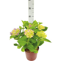 Hortensia i kruka med gröna blad och ljusa blommor med lila kant, höjd cirka 55 centimeter.