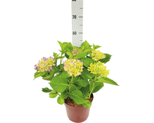 Hortensia i kruka med gröna blad och ljusa blommor med lila kant, höjd cirka 55 centimeter.