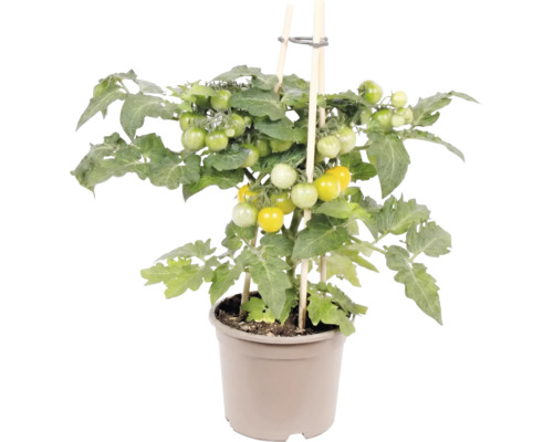 Tomatplanta med gula och gröna tomater i kruka, stödd av träpinnar.