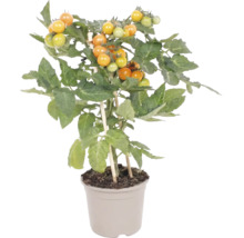 Tomatplanta med gula körsbärstomater i kruka med växtstöd.