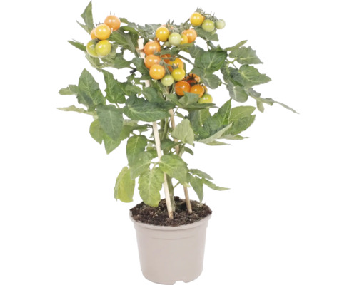 Tomatplanta med gula körsbärstomater i kruka med växtstöd.
