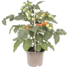 Kompakt tomatplanta med mognande körsbärstomater och växtstöd av trä i en plastkruka.