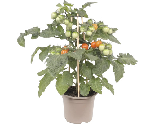 Kompakt tomatplanta med mognande körsbärstomater och växtstöd av trä i en plastkruka.