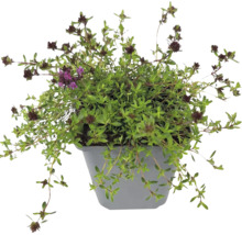 Blommande timjanplanta i en grå plastkruka med små gröna blad och mörklila blomhuvuden.
