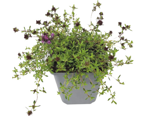 Blommande timjanplanta i en grå plastkruka med små gröna blad och mörklila blomhuvuden.