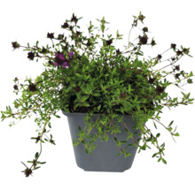 Timjanplanta i grå kruka med små gröna blad och mörka blommor.