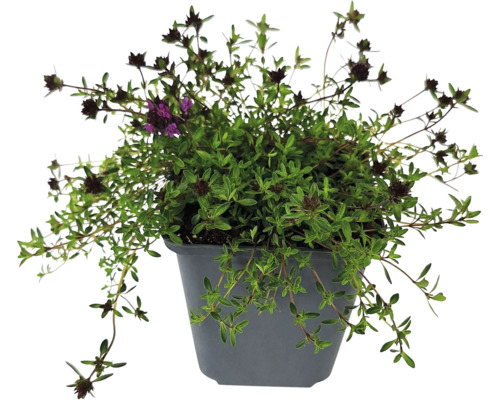 Timjanplanta i grå kruka med små gröna blad och mörka blommor.