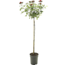 Stamros med röda blommor och knoppar i kruka, stödd av en växtpinne.