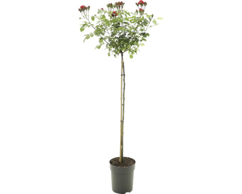 Stamros med röda blommor och knoppar i kruka, stödd av en växtpinne.