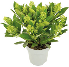 Vinterbär Skimmia japonica White Globe med ljusgröna blomknoppar i vit kruka.