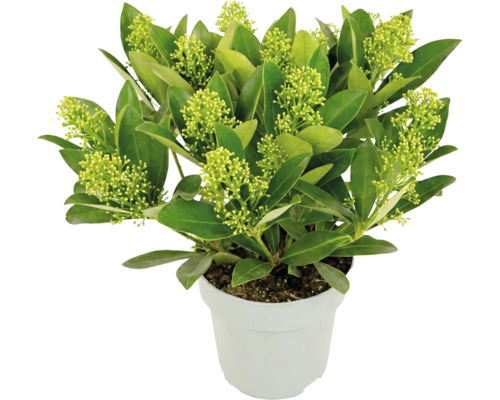 Vinterbär Skimmia japonica White Globe med ljusgröna blomknoppar i vit kruka.