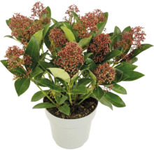 Skimmia japonica i kruka, vintergrön buske med röda blomknoppar och gröna blad.
