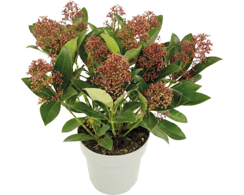 Skimmia japonica i kruka, vintergrön buske med röda blomknoppar och gröna blad.