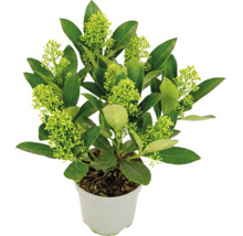 Skimmia japonica i vit kruka med gröna blad och ljusgröna knoppar.