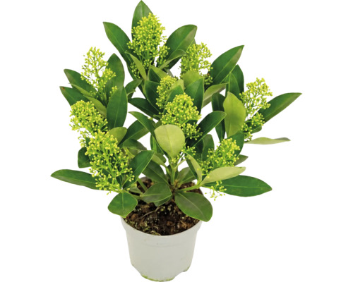 Skimmia japonica i vit kruka med gröna blad och ljusgröna knoppar.