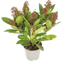 Skimmia japonica med gröna blad och rödaktiga blomknoppar i en vit kruka.