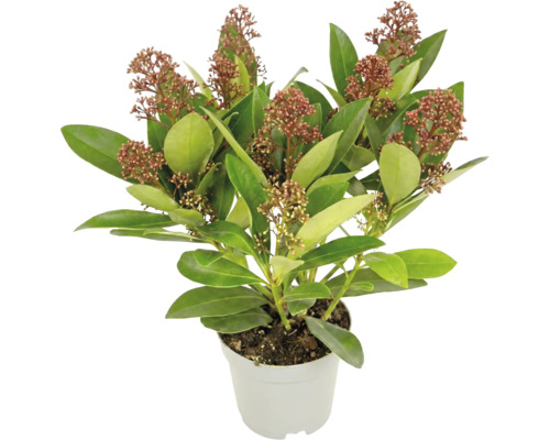 Skimmia japonica med gröna blad och rödaktiga blomknoppar i en vit kruka.