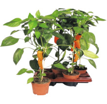Snackpaprikaplantor med orange frukter i krukor på ett brätte.