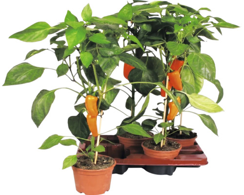 Snackpaprikaplantor med orange frukter i krukor på ett brätte.