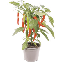 Chiliväxt med röda och gröna chilifrukter i en grå plastkruka.