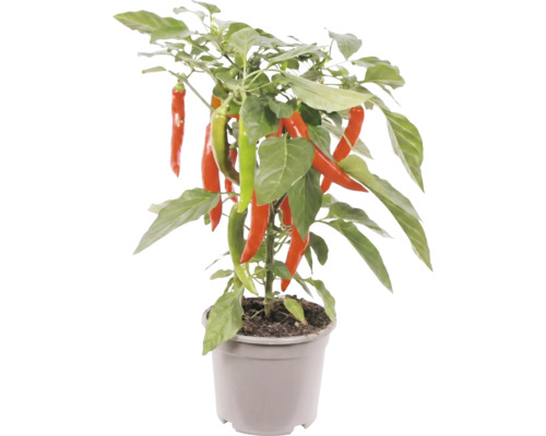 Chiliväxt med röda och gröna chilifrukter i en grå plastkruka.