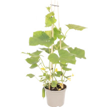 Snackgurka planta med gröna blad, gula blommor och små frukter i en grå kruka med stödpinnar av trä.