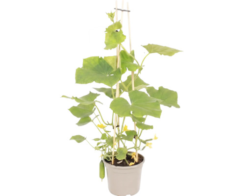 Snackgurka planta med gröna blad, gula blommor och små frukter i en grå kruka med stödpinnar av trä.