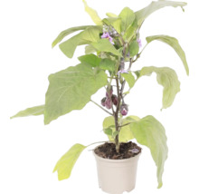 Aubergineplanta i kruka med gröna blad, lila blommor och små auberginer.