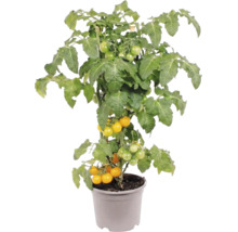Gul körsbärstomatplanta i kruka med gröna blad och små frukter.