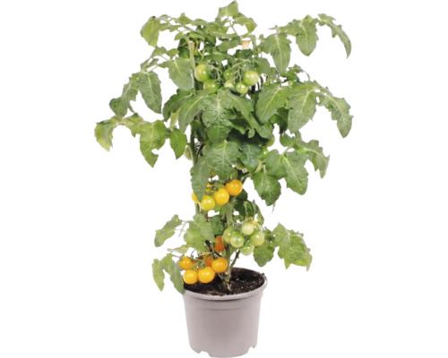 Gul körsbärstomatplanta i kruka med gröna blad och små frukter.