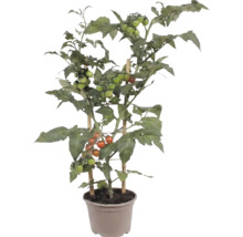 Tomatplanta i kruka med små frukter, stöttad av bambupinnar.