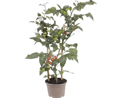 Tomatplanta i kruka med små frukter, stöttad av bambupinnar.