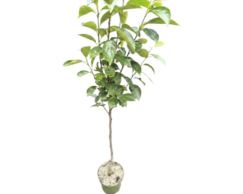 Ungt kakiträd i odlingskruka med gröna blad.