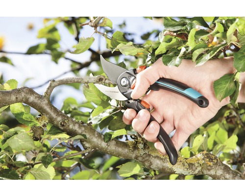 En hand använder en trädgårdssax för att klippa en gren.