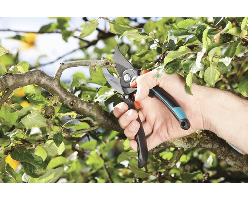 Trädgårdssax klipper gren