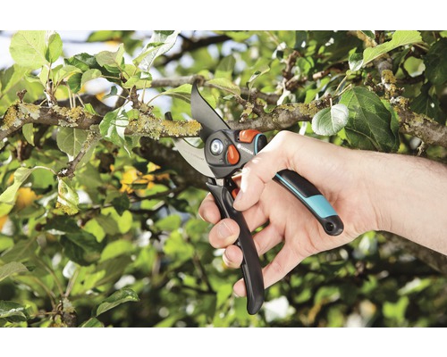 Trädgårdssax som används på en trädgren