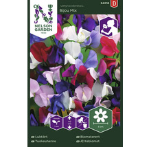 Nelson Garden Logo, fröer Lathyrus odoratus L. Bijou Mix. Ettårig färgglad doftande planta, höjd cirka 40 centimeter, blomma cirka 5 centimeter.