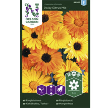 Fröpåse för Ringblomma Calendula officinalis Daisy Citrus Mix. Nelson Garden Logo. Ettårig, höjd 20 centimeter, blomdiameter 6 centimeter.