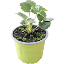 Ekologiska jordgubbar FLORASELF Bio 'Korona' Ø9cm