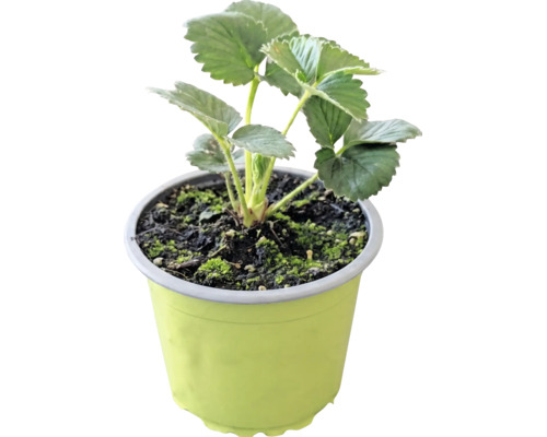 Ekologiska jordgubbar FLORASELF Bio 'Korona' Ø9cm