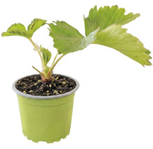 Ekologiska jordgubbar FLORASELF Bio 'Senga® Sengana®' Ø9cm medeltidig sort