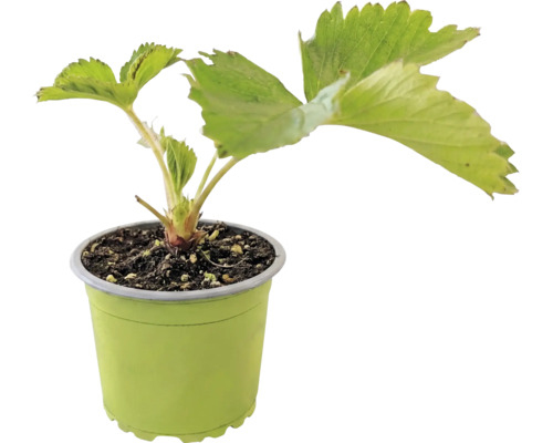 Ekologiska jordgubbar FLORASELF Bio 'Senga® Sengana®' Ø9cm medeltidig sort