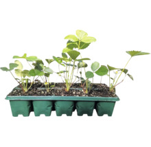 Ekologiska jordgubbar FLORASELF Bio 'Mara des Bois' 10-pack