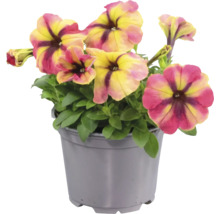 Petunia i en grå plastkruka med flerfärgade blommor och gröna blad.