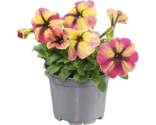 Petunia i en grå plastkruka med flerfärgade blommor och gröna blad.