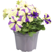 Randig petunia i lila och vitt i en grå plastkruka.
