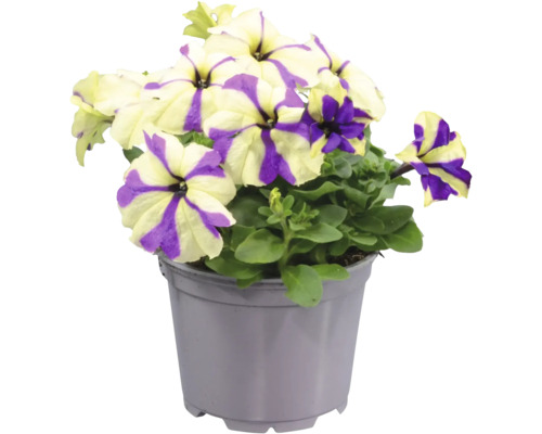 Randig petunia i lila och vitt i en grå plastkruka.